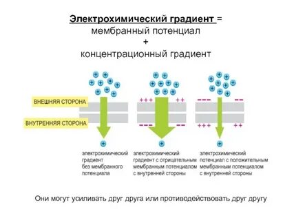 Энергия мембранного градиента протонов
