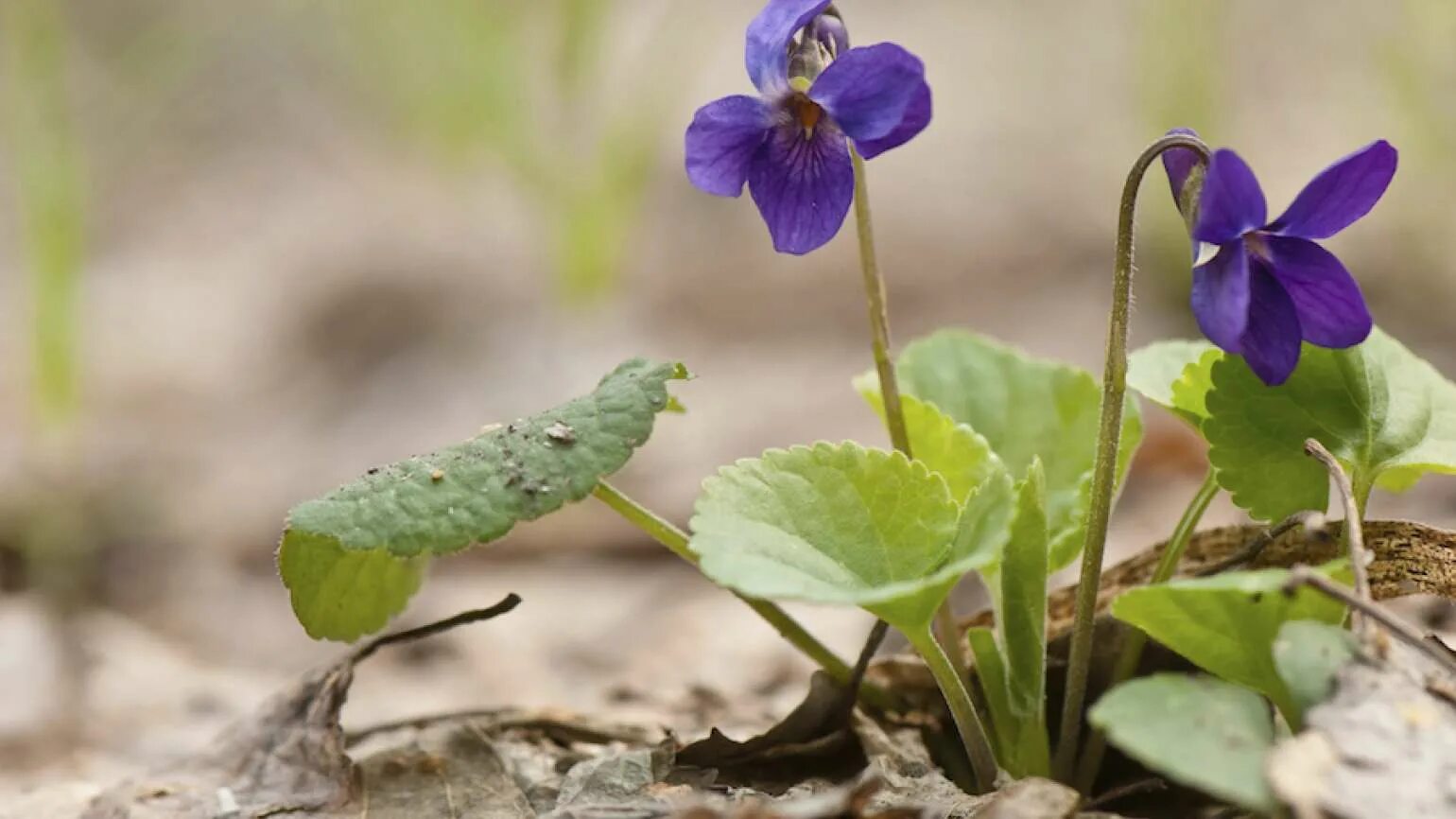 Лесная фиалка макрофото. Violets bloomed in the backyard. Violets bloomed in the backyard. Violets bloomed in the backyard. Колоколько фиалковый.