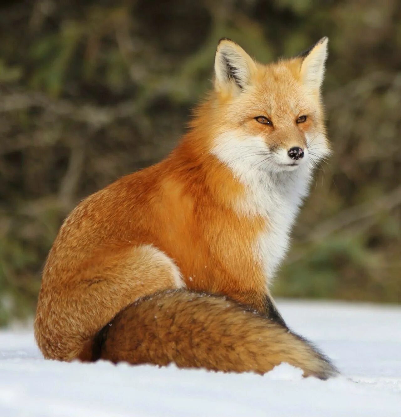 Most fox. Огнёвка Вятская лиса. Огневка лиса красная. Лисица Сибирская. Лисица огневка Вятская.