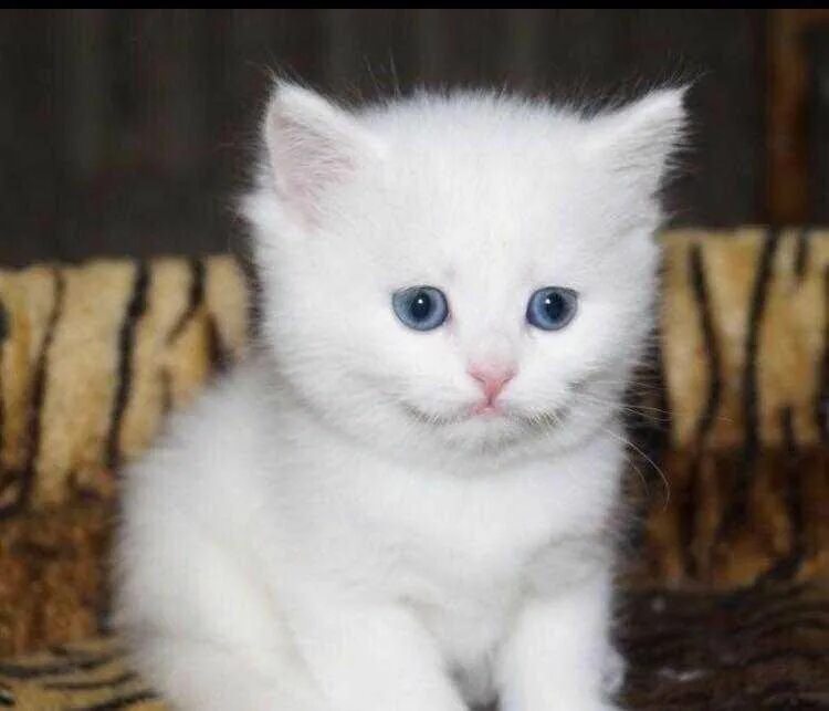 маленький беленький котенок. чисто белый котенок. бухарский кот белый. продаю белого кота. белые котята мальчики.