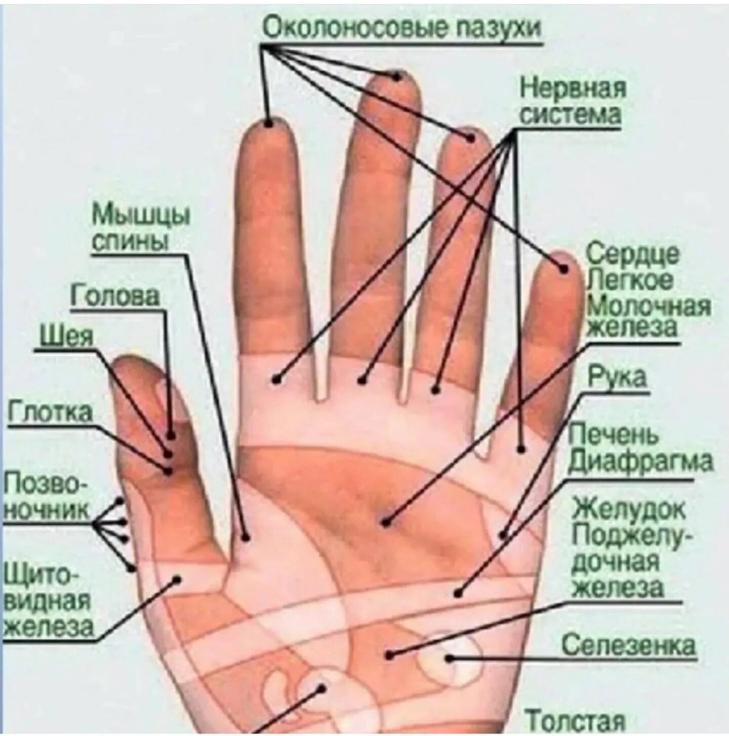 Почему пульсирует палец. Указательный палец левой руки. Психосоматика мизинец левой руки. Болит мизинец на левой руке психосоматика. Болит указательный палец на левой руке.