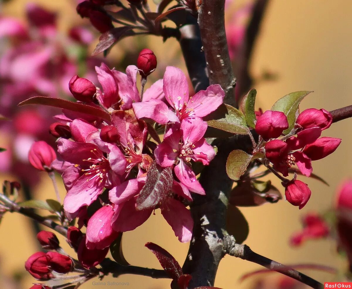 Яблоня декоративная floribunda. Яблоня декоративная флорибунда. Яблоня обильноцветущая Malus floribunda. Яблоня флорибунда