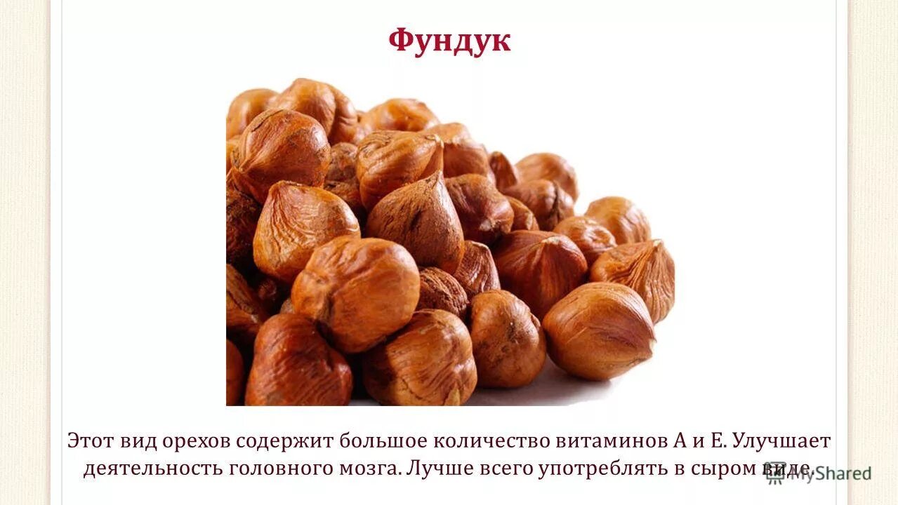 Фундук лещина лесной орех. Фундук лещина дикая. Орешник первенец. Лещина и орешник разница. Фундук московский рубин.