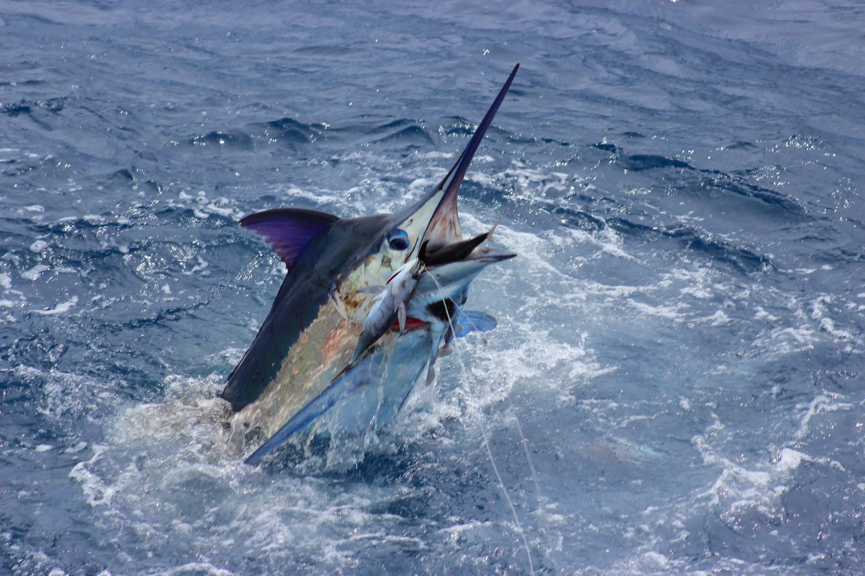 Marlin h
