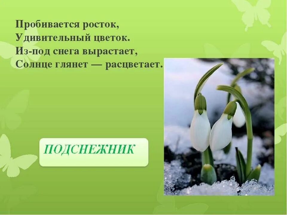 Утром колокольчик распустился голубой ранним составить предложение. Загадка про Подснежник. Подснежник для дошкольников. Стихотворение Подснежник. Загадка про Подснежник для детей.