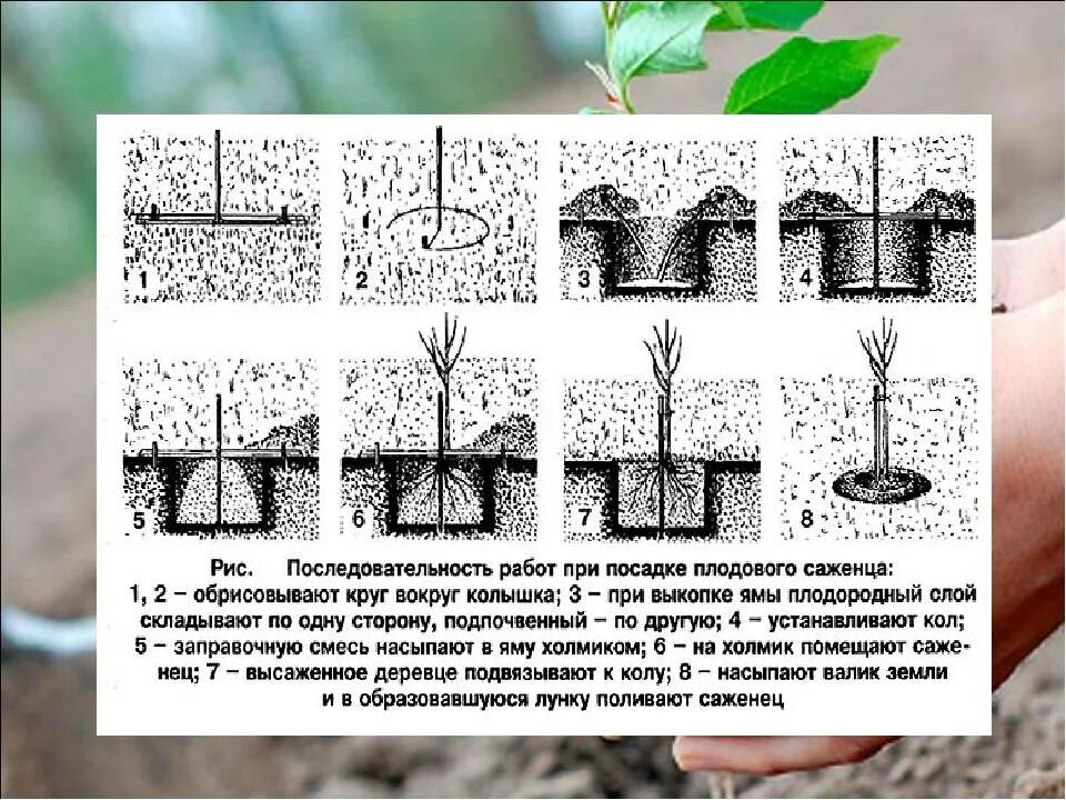 Как правильно посадить дерево весной. Инструкция по посадке плодового дерева. Правильно сажать плодовые деревья. Посадка саженцев плодовых деревьев. Схема посадки саженцев плодовых деревьев.