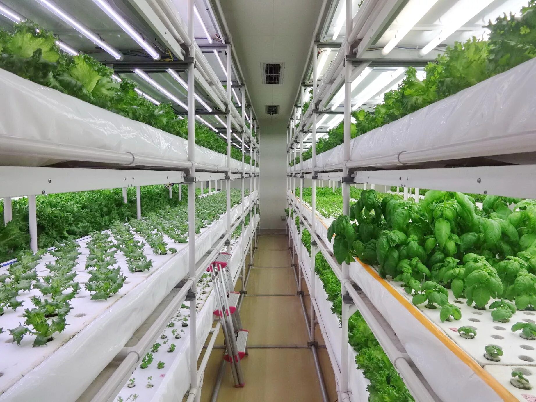 николо павловский тепличный комплекс. тепличный комплекс экокультура. круглогодичный тепличный комплекс. калтанские теплицы. тепличный комплекс зеленая линия пластуновская.