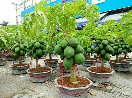 Какие фрукты выращивать дома