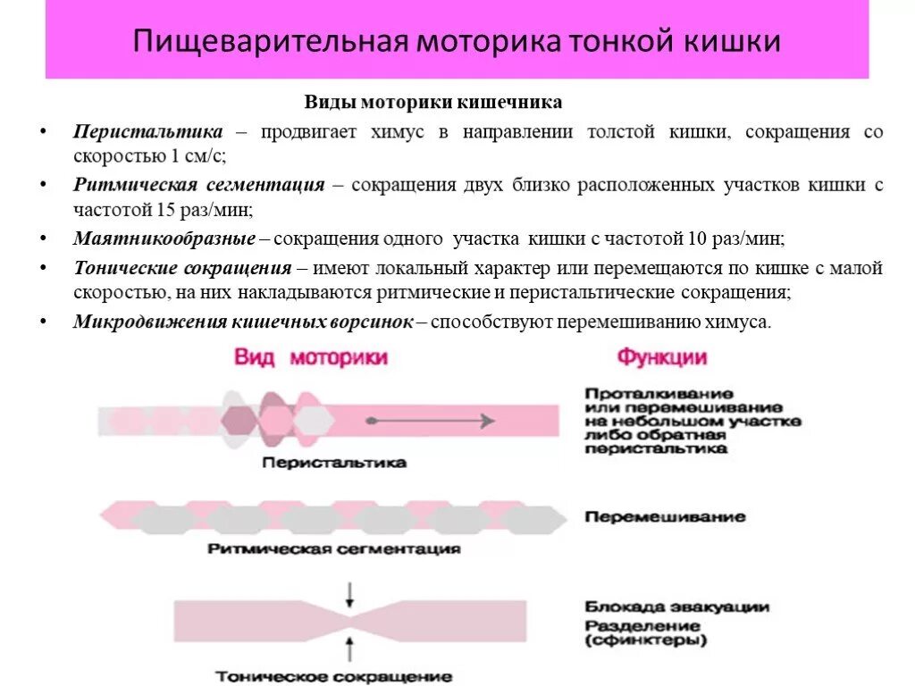 Типы моторики. Типы сокращений тонкой кишки. Виды моторики тонкого кишечника физиология. Маятникообразные движения тонкого кишечника. Виды сокращений тонкого кишечника.