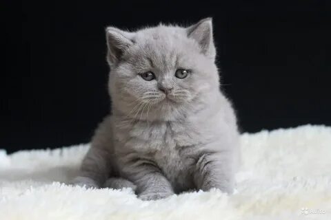 Британцу месяц