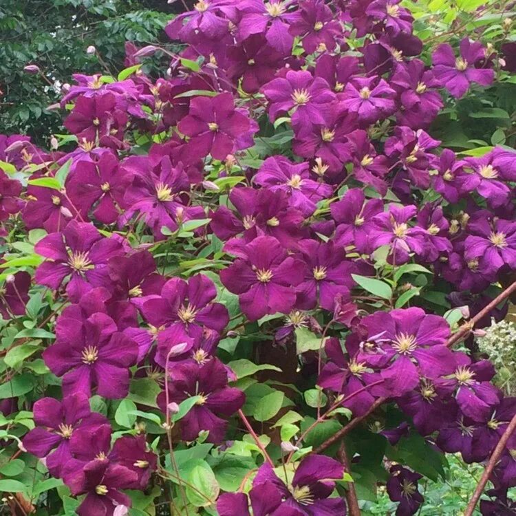 Клематис Этуаль Виолет (Etoile Violette): описание, посадка и уход, отзывы
