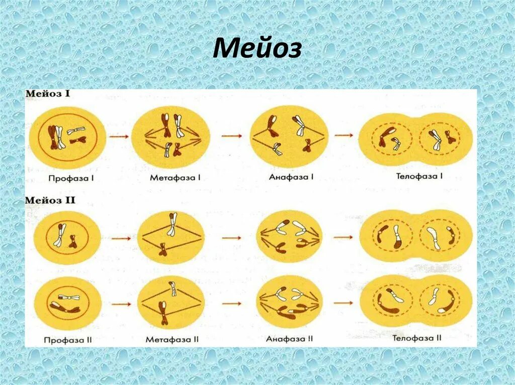В метафазе первого деления мейоза происходит. Мейоз 1 фазы схема. Деление клетки мейоз схема. Схемы фаз митоза и мейоза. Деление клетки мейоз анафаза 2.