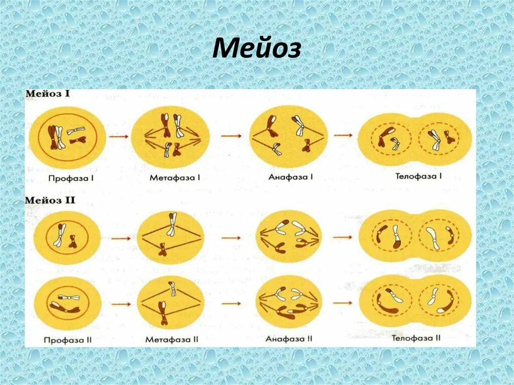 Мейоз проходит. Мейоз 1 фазы схема. Деление клетки мейоз схема. Схемы фаз митоза и мейоза. Деление клетки мейоз анафаза 2.