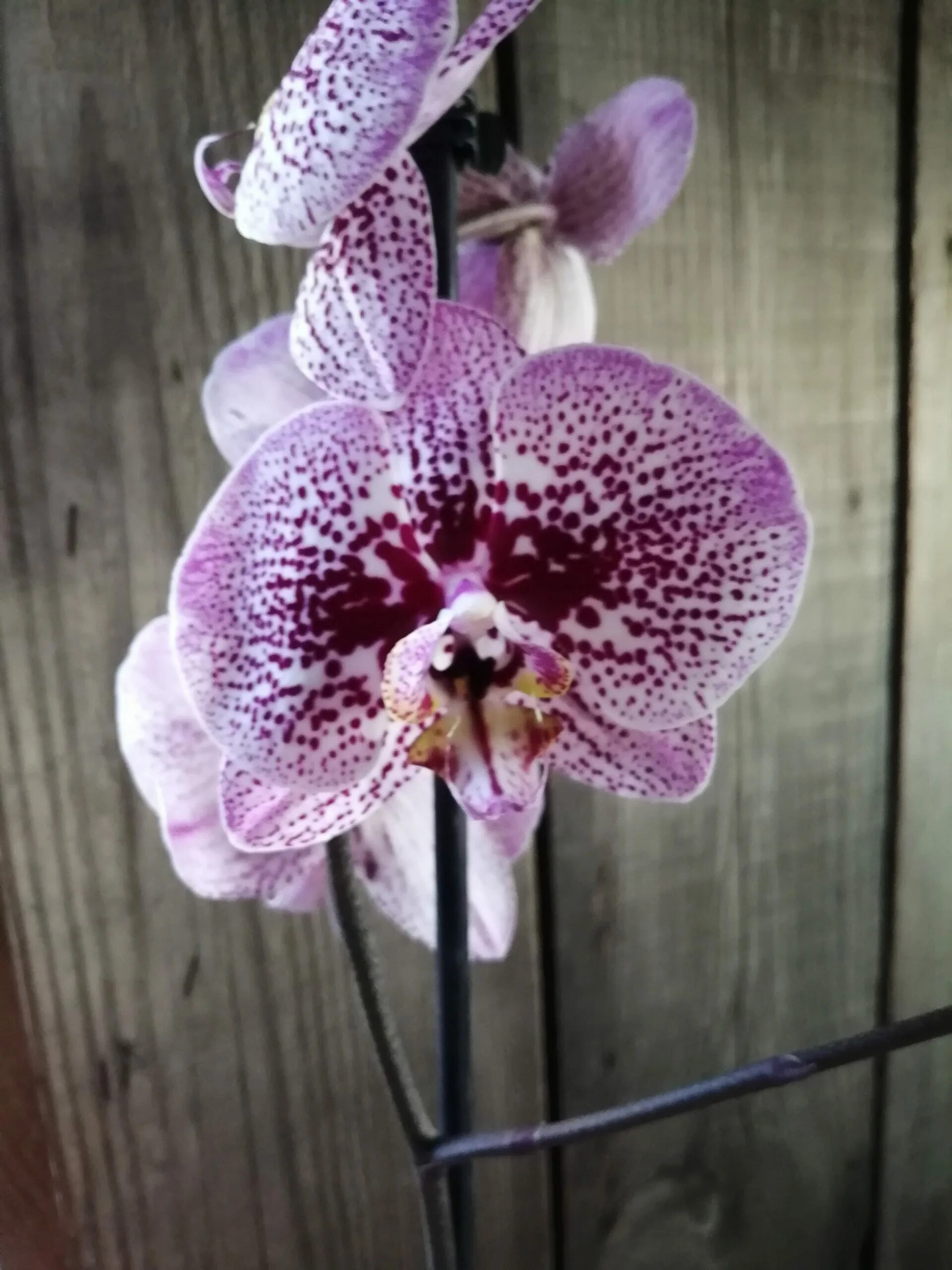 Орхидея зимняя вишня фото Орхидея Potter(Морозная вишня) Купить в Москве в интернет-магазине