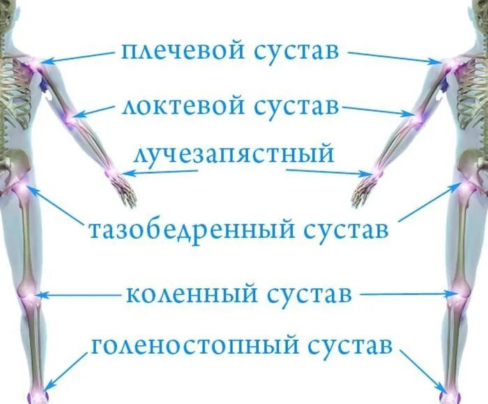 Названия суставов человека