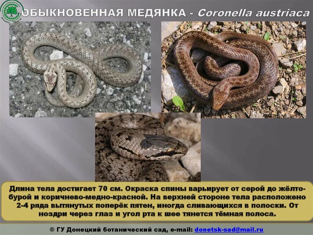 Как отличить медянку от гадюки