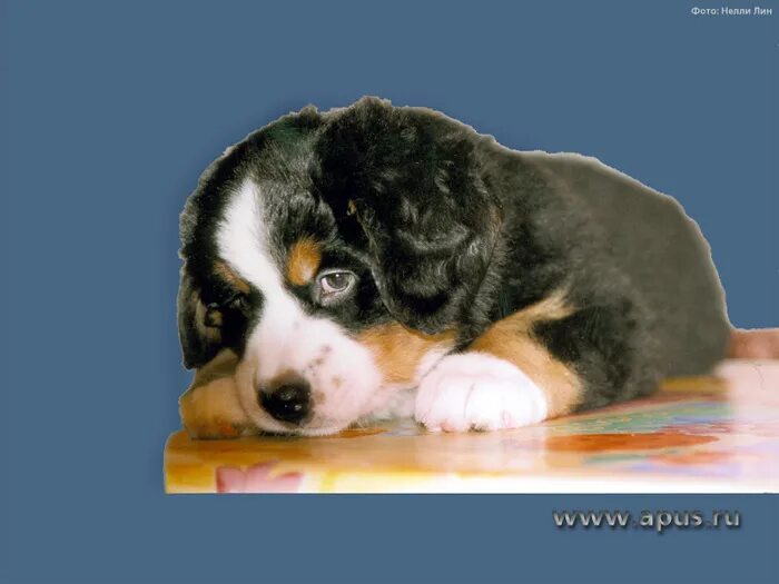 щенки шпица. петербургская орхидея (невская орхидея). петербургская орхидея собака. пырзик шпиц. арктический шпиц самоед.