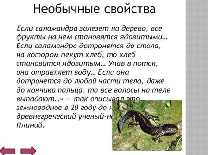 Хозяин болота сны