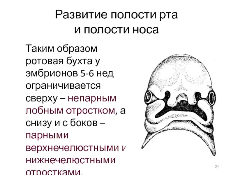 Образования ротовой полости. Образование ротовой полости у эмбриона. Эмбриональное развитие ротовая бухта это что. Ротовая бухта.