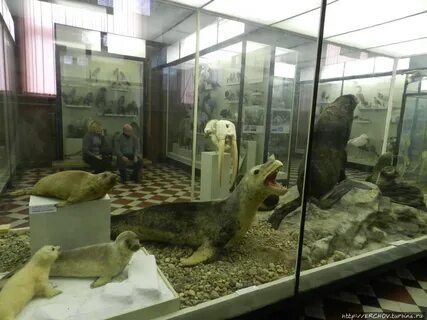 Зоологический музей в москве как добраться