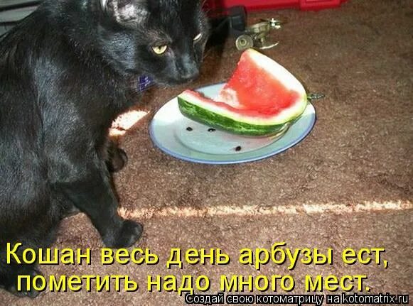 Кот ест дыню. Кот кушает арбуз. котенок ест арбуз. кошка ест арбуз, кошка ест.. кошка ест дыню.