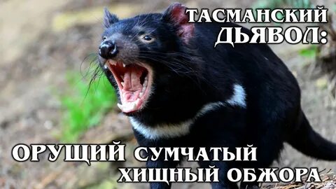 Где обитает дьявол