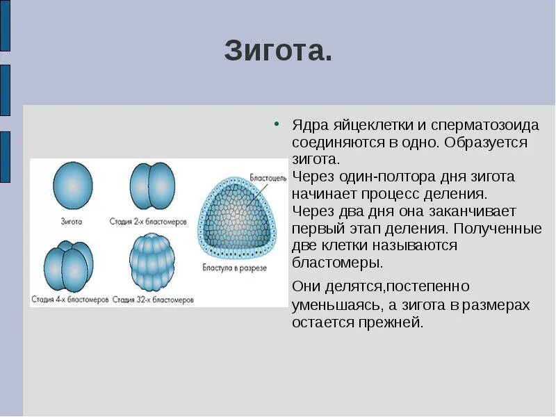 Для какой ткани характерен процесс деления. Стадии оплодотворения бластула морула. Процесс зарождения зиготы. Из чего состоит зигота. Образование зиготы рисунок схематический.