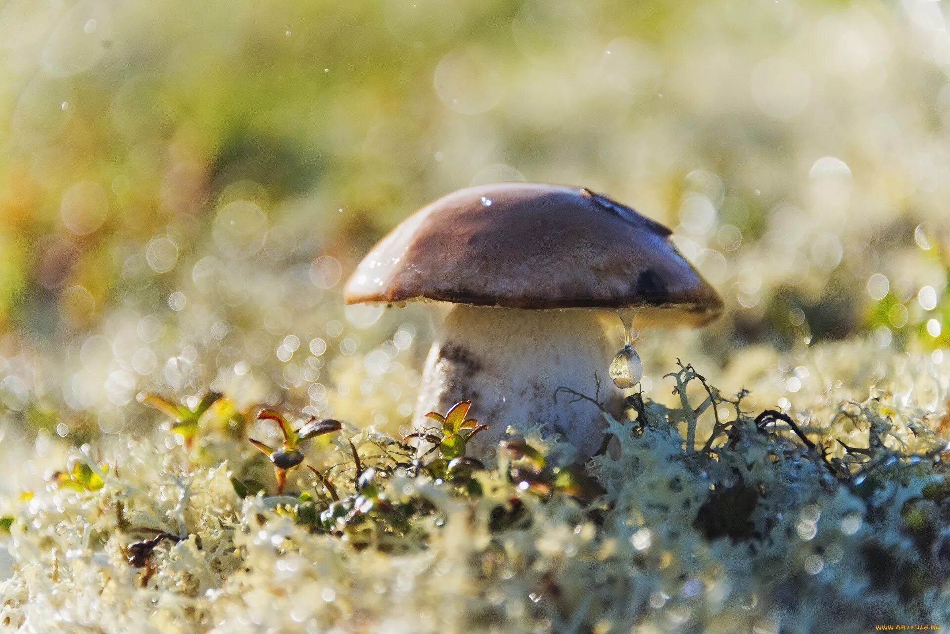 Хороша грибами время года. Грибы после дождя. Грибной дождик. Красивые грибы. Дождь грибы.