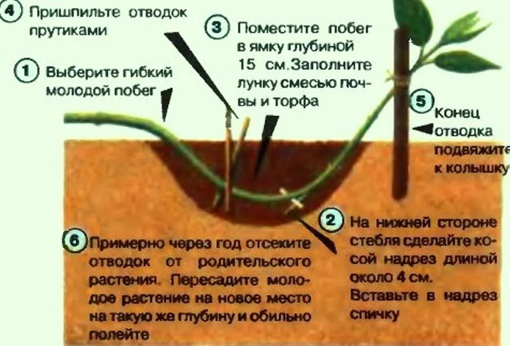 Когда можно пересаживать жимолость. Жимолость плетистая размножение черенками. Размножение жимолости каприфоль отводками. Размножение жимолости черенками летом. Размножение жимолости одревесневшими черенками.