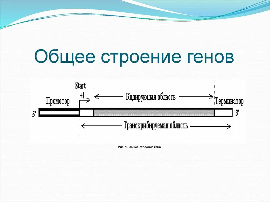 Структура Гена прокариот схема. Гены структура Гена. Ген строение Гена. Схема строения генов.