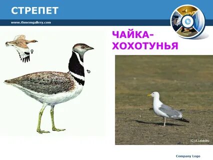 Стрепет где обитает