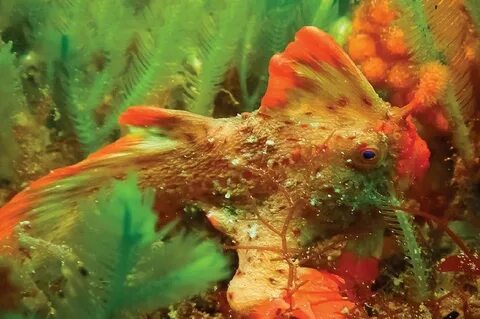 Just fish