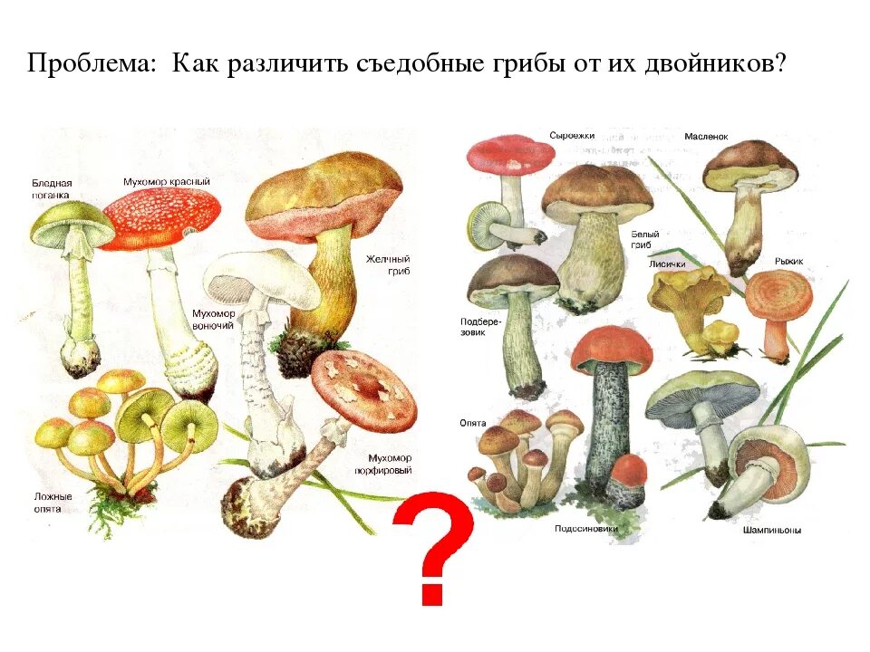 Опасные съедобные грибы. Грибы: съедобные и несъедобные. Съедобные грибы. Различия съедобных и несъедобных грибов. Несъедобные грибы.