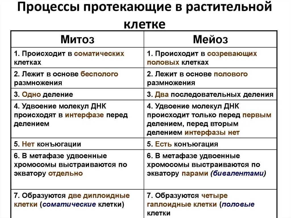 Сходства и отличия митоза и мейоза. Митоз и мейоз растительной клетки. Процессы протекающие в митозе. Процессы протекающие в растительной клетке. Какие процессы протекают во время митоза.