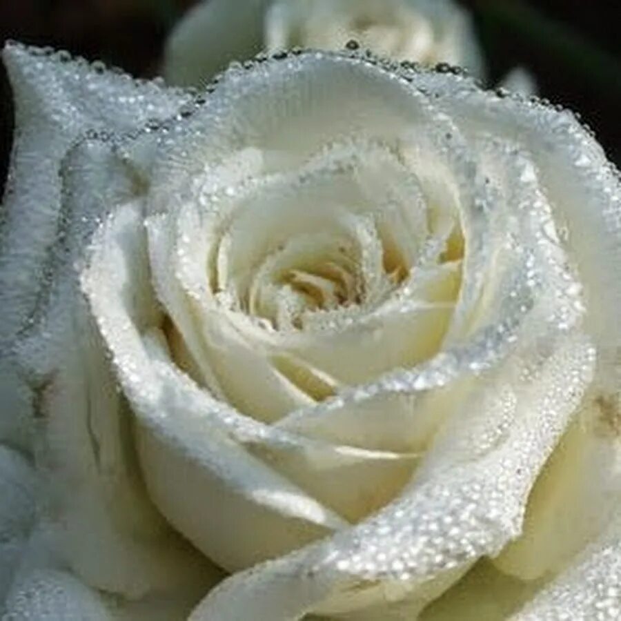 Белые розы смысл. Белые розы. Белоснежные розы. Белые розы в природе. Кристально белые розы.