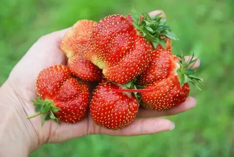 Лучшая клубника форум отзывы
