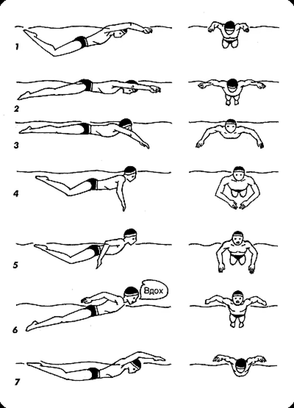 Баттерфляй плавание техника. Техники плавания брасс Кроль Баттерфляй. Баттерфляй плавание стили плавания. Техника плавания баттерфляем Дельфин. Где можно научиться плавать