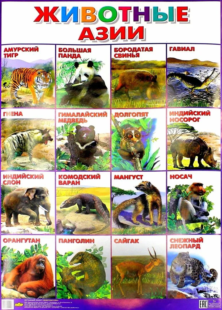 Животные европы. Рост населения европы. Кто живет в европе. Лесные животные для детей. Кто живет в европе.