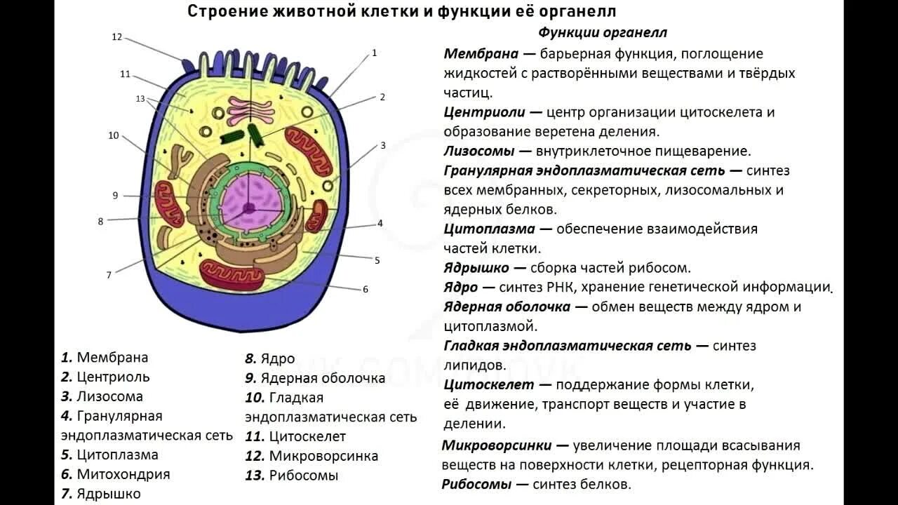 Жизненные функции клеток