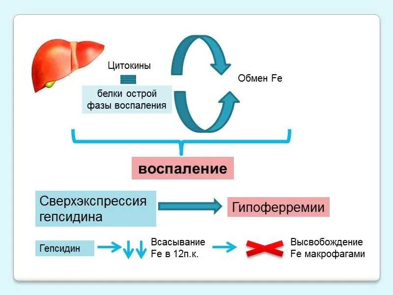 Измененный синтез. Синтез белков острой фазы воспаления. Белки острой фазы воспаления. Белки острой фазы воспаления биохимия. Сывороточные белки острой фазы.