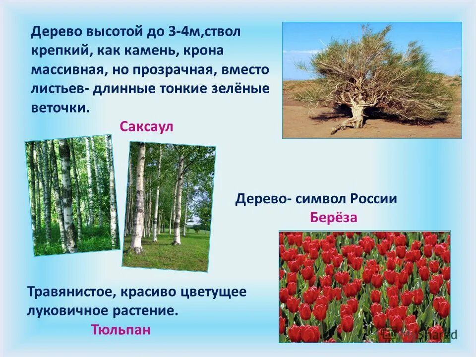 В какой зоне растет саксаул. Дерево символ России. Саксаул дерево высота. Дерево символ Украины.