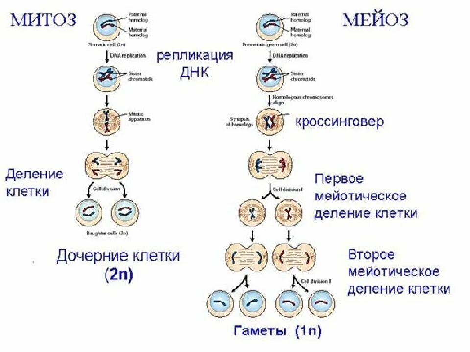 Митоз фазы мейоза стадии. Строение митоза и мейоза. Схема процесса деления клетки. Схема митоза и мейоза клетки. Жизнь клетки до ее деления