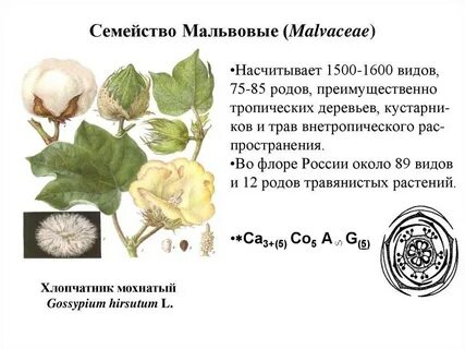 Мускусный с латинского