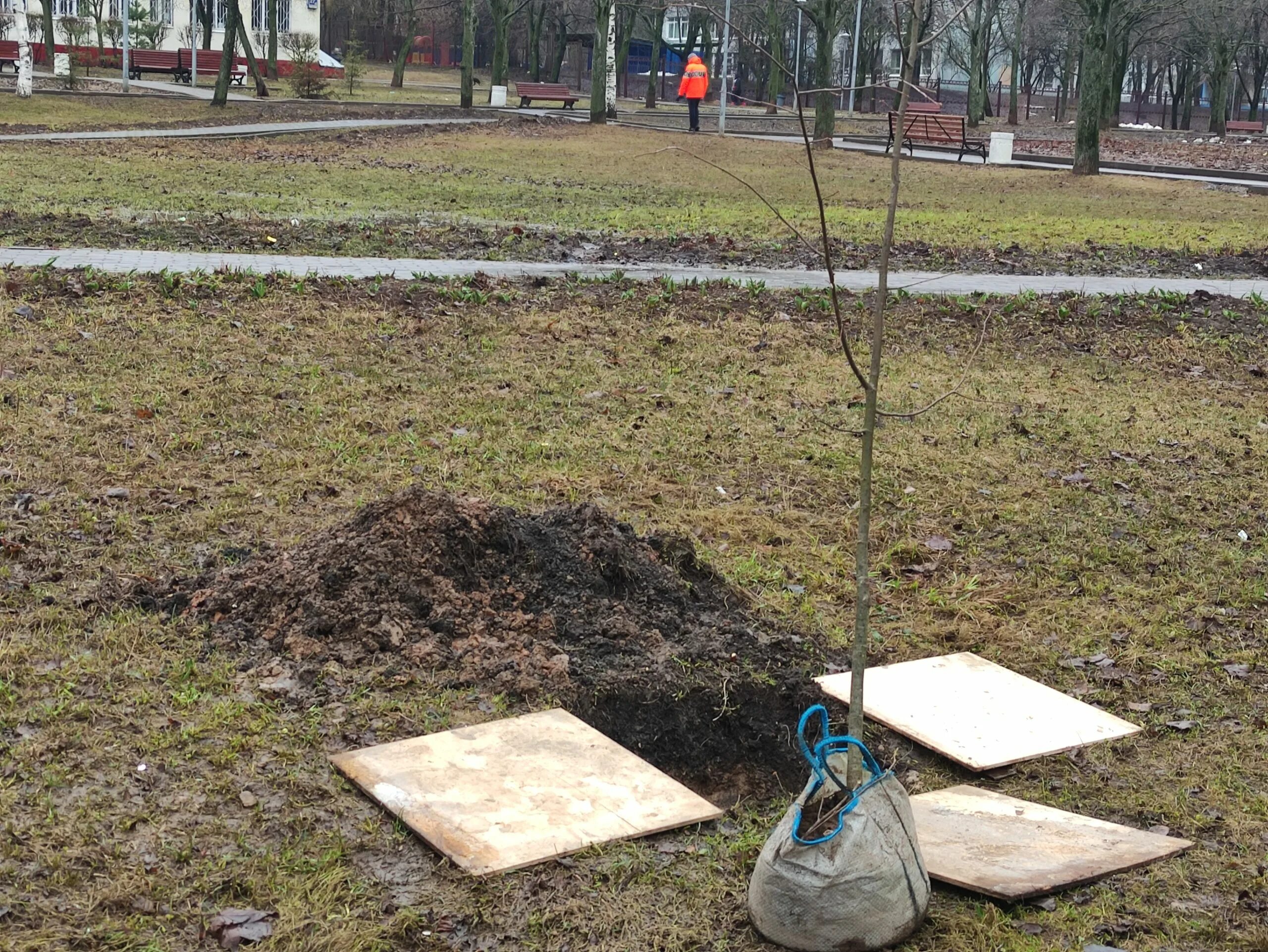 Какие деревья высаживают в парках. Посадка деревьев в парке. Молодые саженцы в парке. Посадка деревьев в парке Победы. Озеленение улиц посадка деревьев.