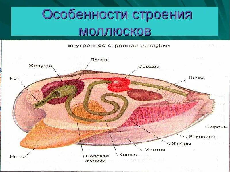 Строение моллюска. Особенности строения моллюсков. Оссобенностистроения моллюсков. Внутреннее строение моллюска.