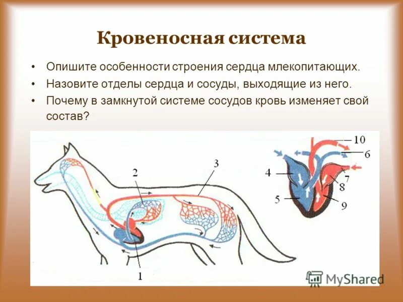 Характерные особенности органов кровообращения млекопитающих. Строение кровеносной системы собаки. Строение кровеносной системы млекопитающих. Схема строения сердца и кровеносной системы млекопитающих. Кровеносная система млекопитающих схема биология 7 класс.