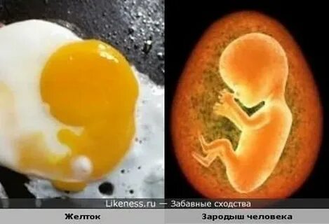 Яйцо без зародыша
