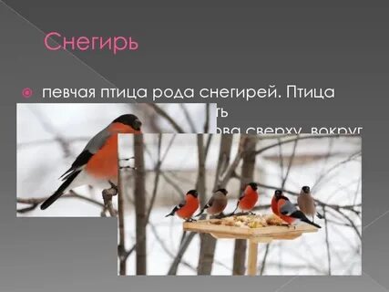 Объяснение слова снегирь