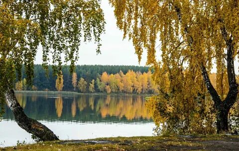 Березовая роща плес