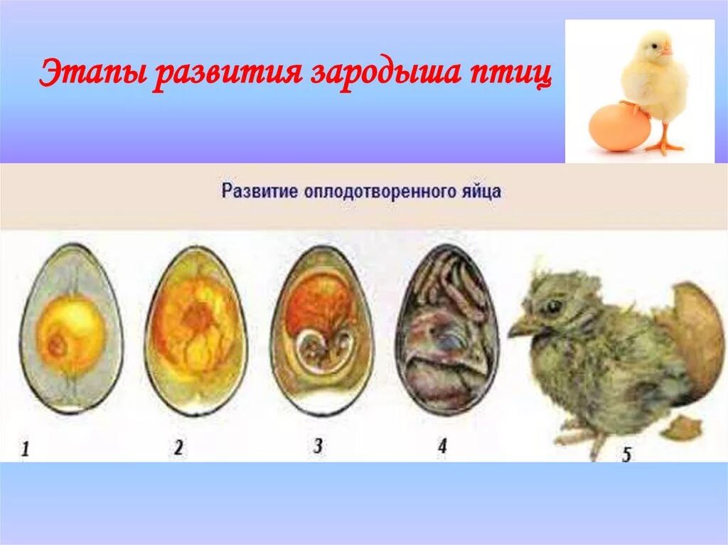 Размножение и развитие птиц кратко. Строение куриного яйца с зародышем. периоды развития эмбриона курицы. развитие яйца у птиц. стадии развития птиц.